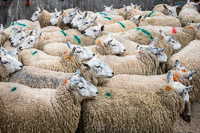 Border Ewe Sale-06